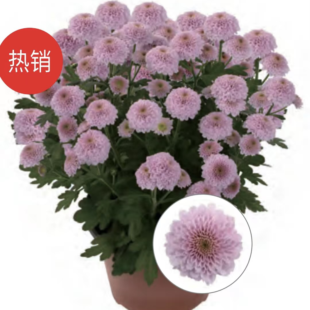 荔枝波波荷兰菊系列盆栽花卉室内阳台好养易活四季开花不断多色