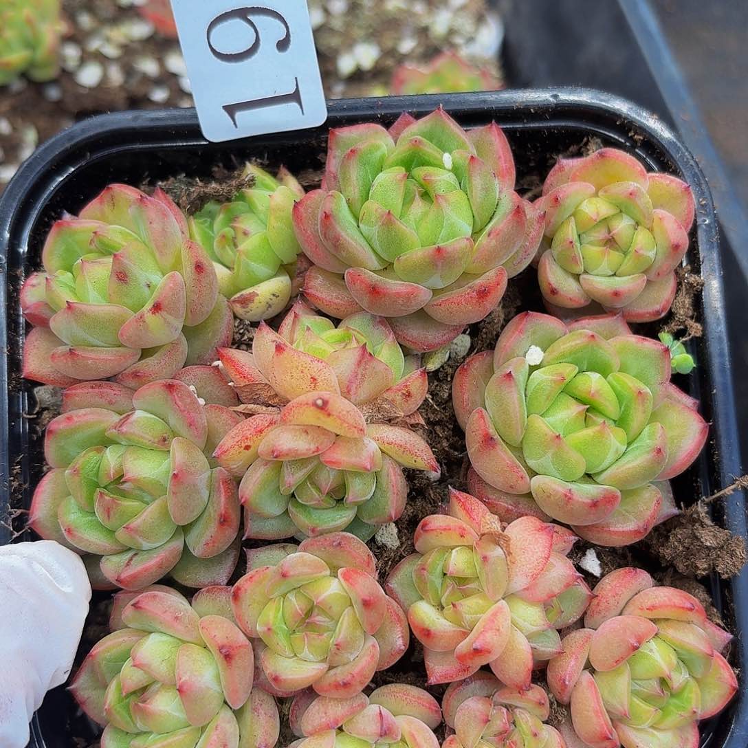 多肉植物多肉植物195