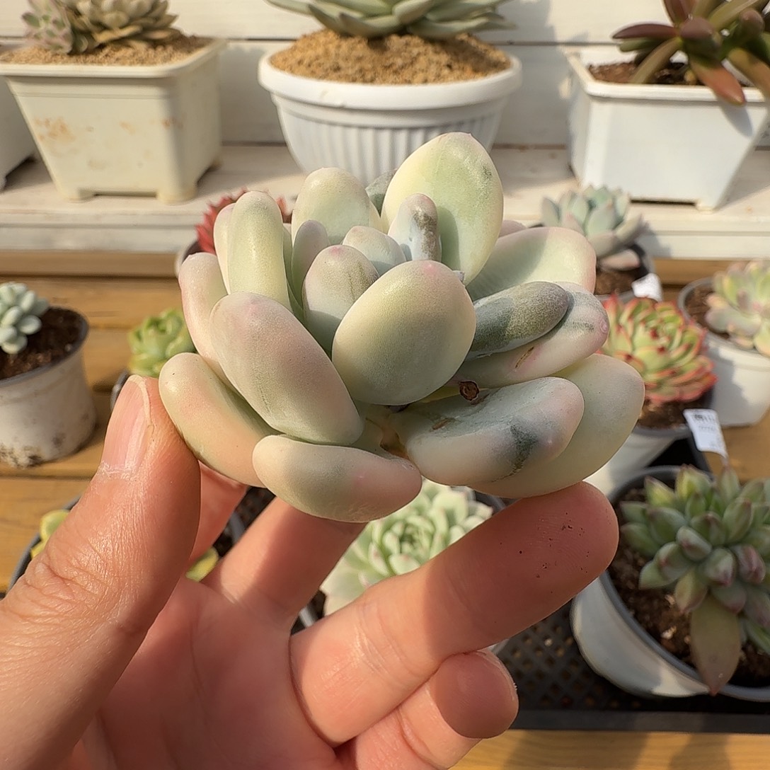 美人杂头盖111102-93