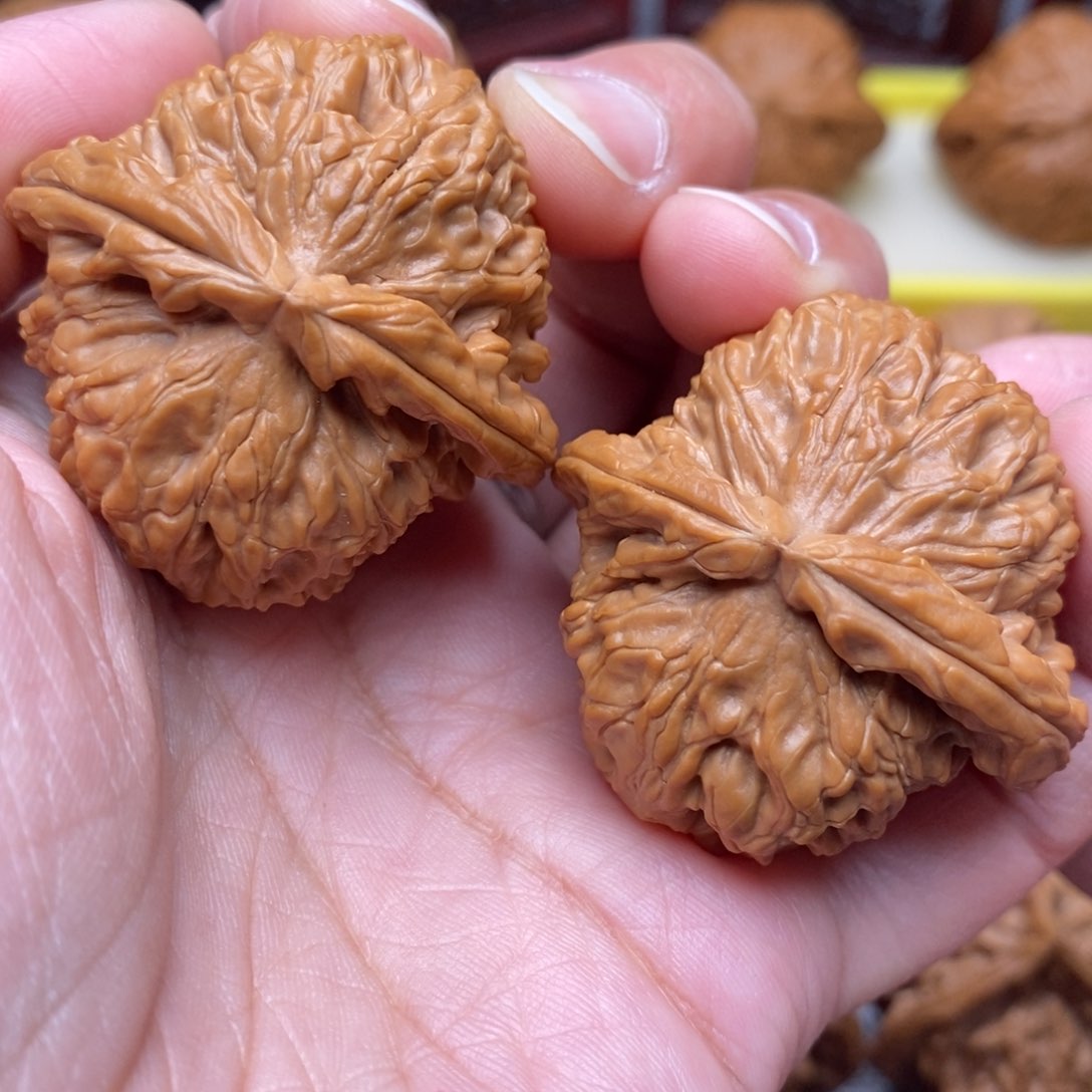 文玩核桃把件全品毕业绝配白狮子40尺