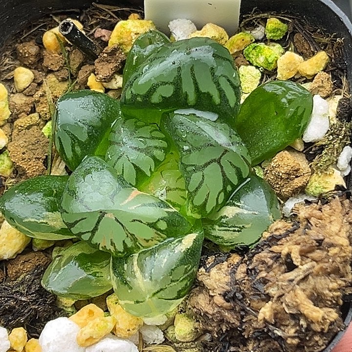 100大窗红太阳玉露锦