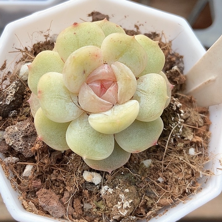 多肉植物彩恋1078