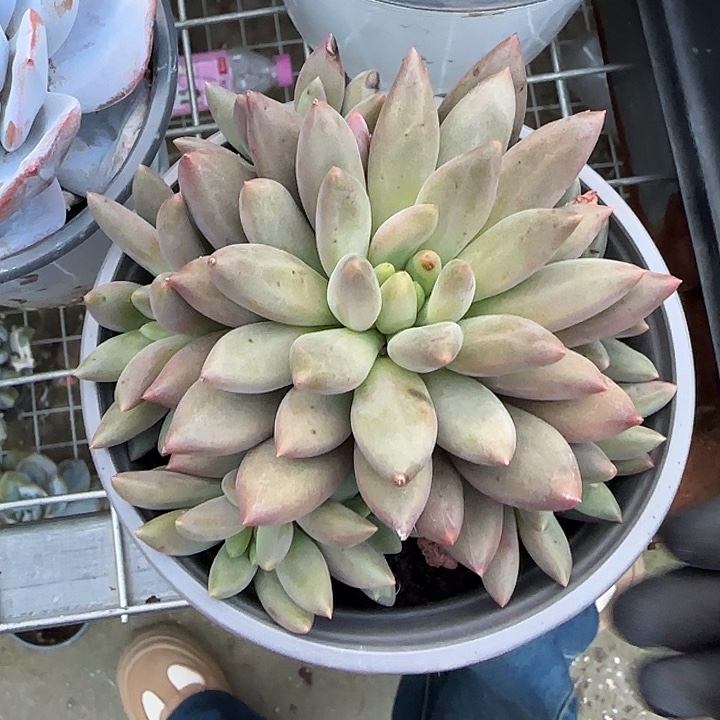 青蛙王子儿童牙膏套装11