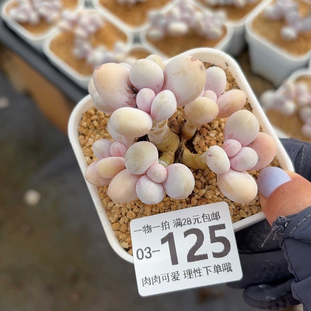 蛋黄奶多肉无盆土发货