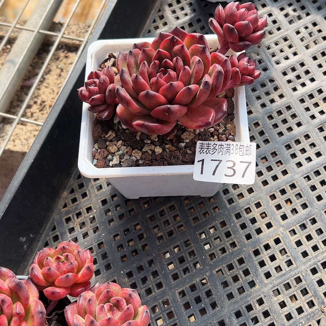 J***u无花朵多肉一物一拍植物1737