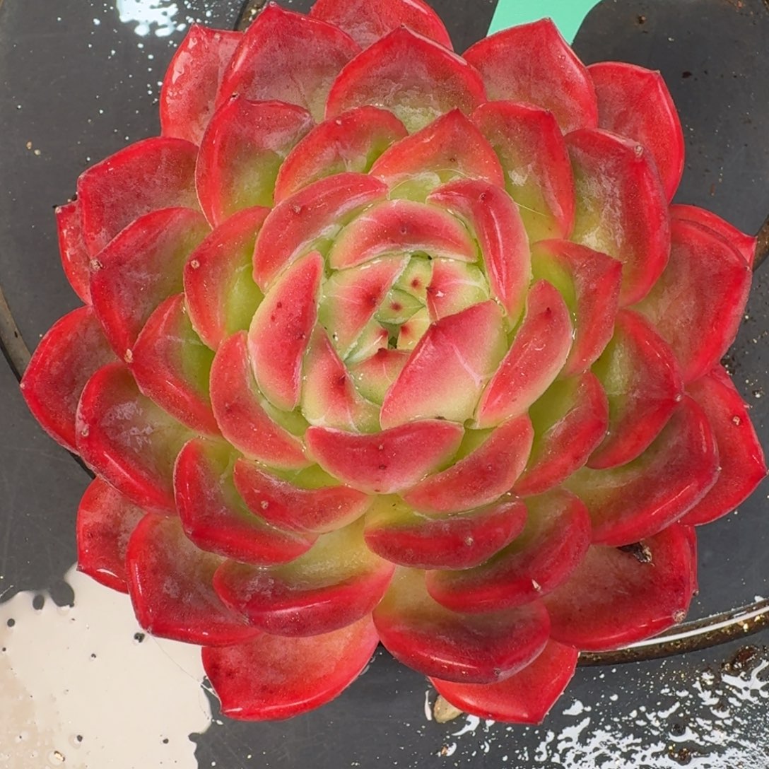 从前慢多肉精选编号1204.329