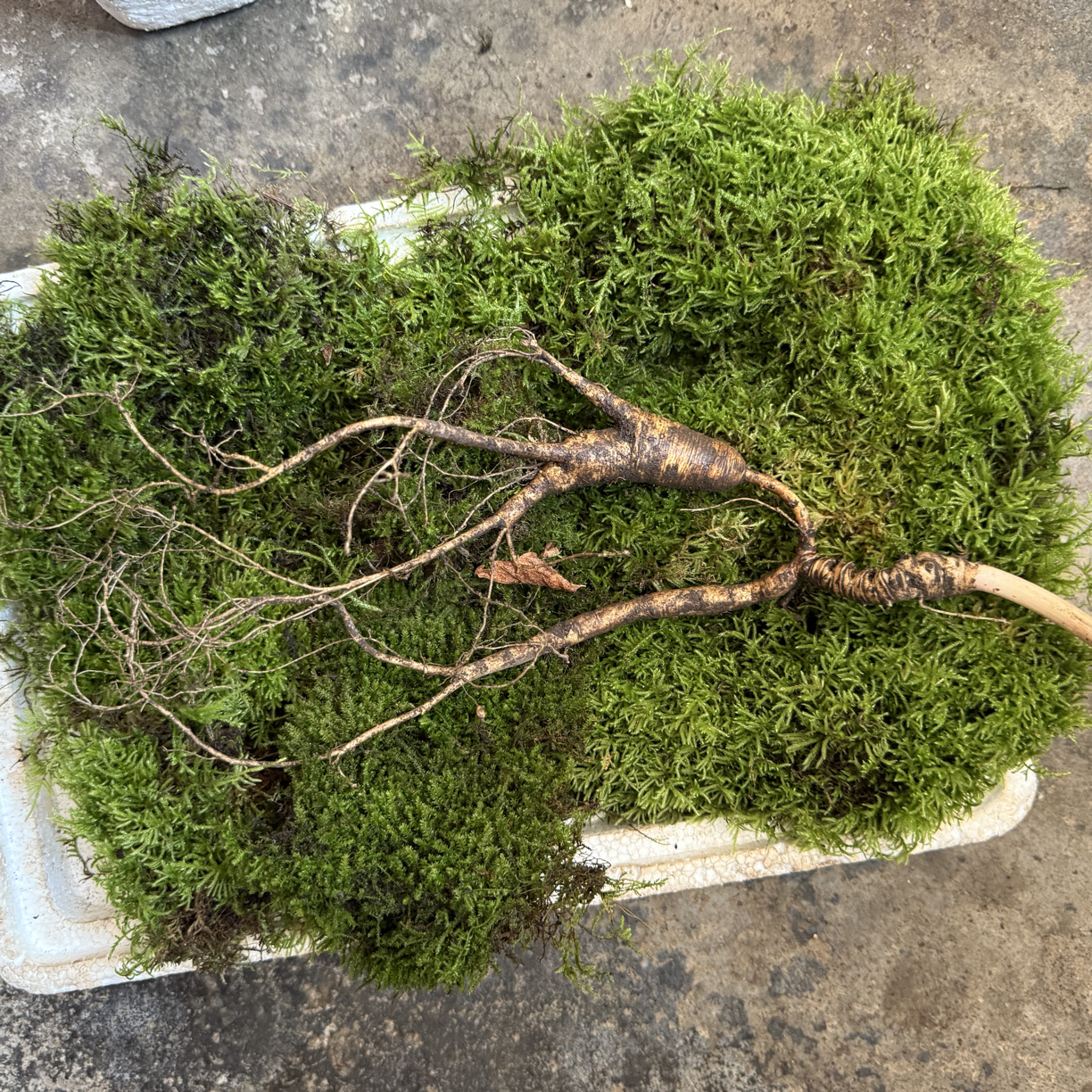 长白山林下鲜参泡酒煲汤