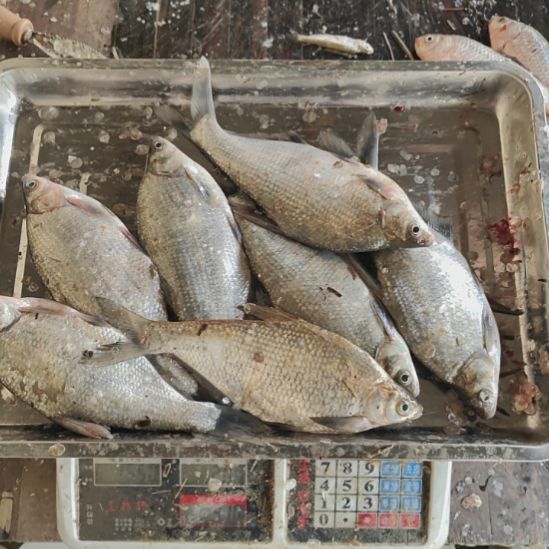 限时秒杀价扁鱼3斤