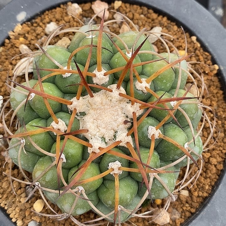 圆尤金刺圆盘玉仙人球