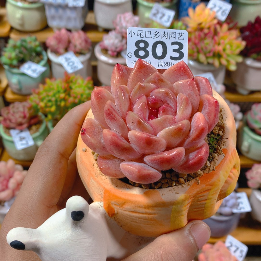 小尾巴多肉园艺5CM迷你拇指盆栽803