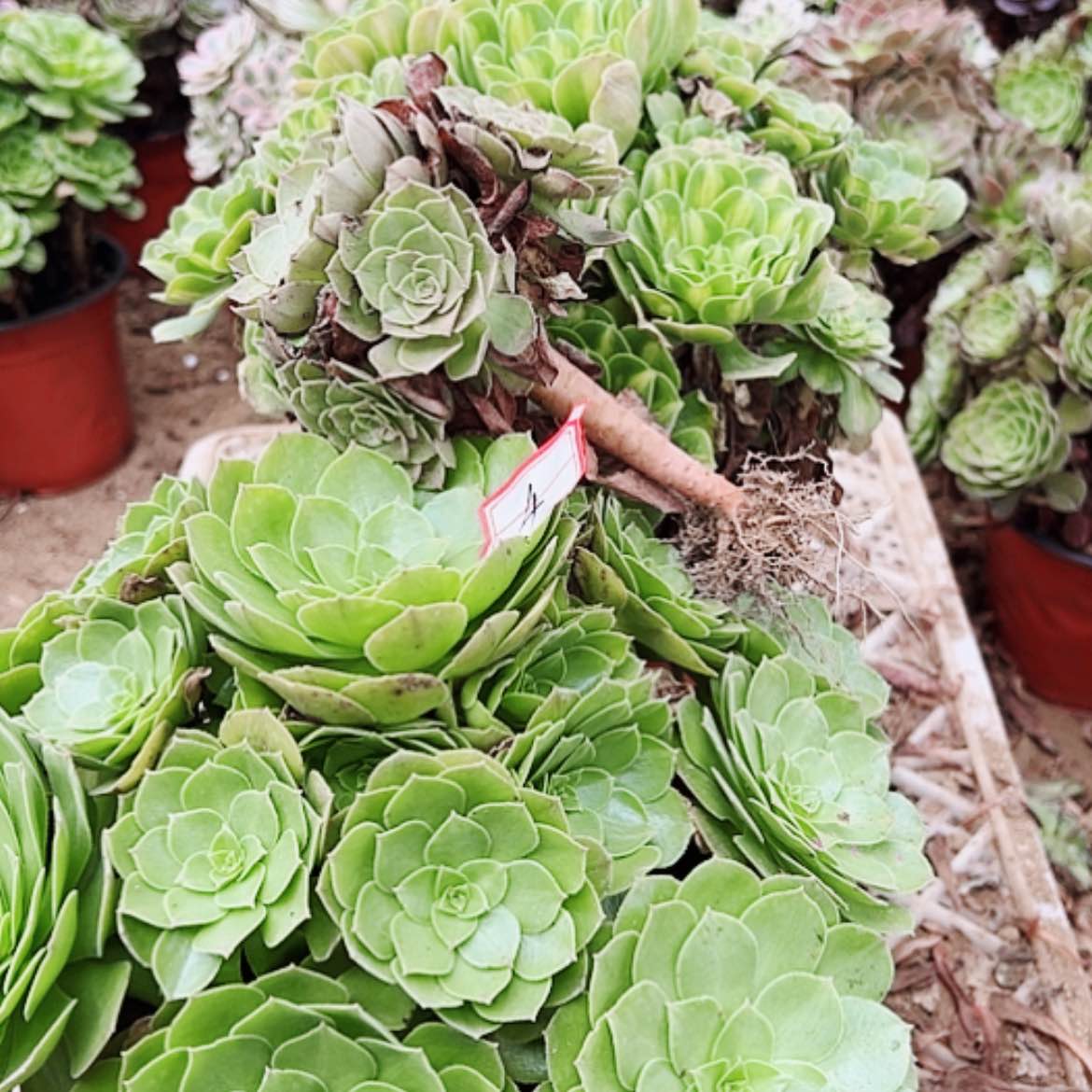 【闪购商品】无花朵英4号套餐2颗多肉植物