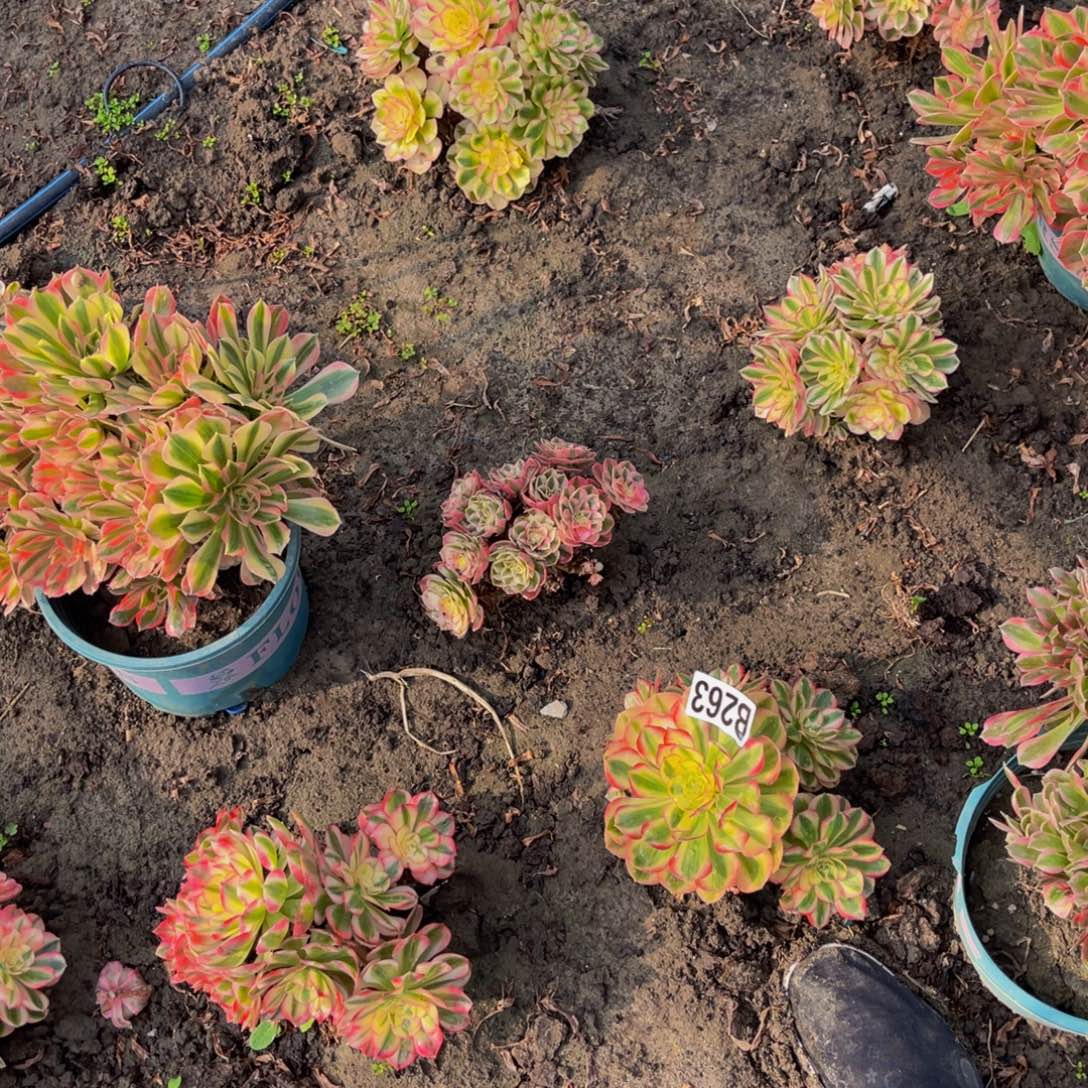 苗子7盆16//-14包邮