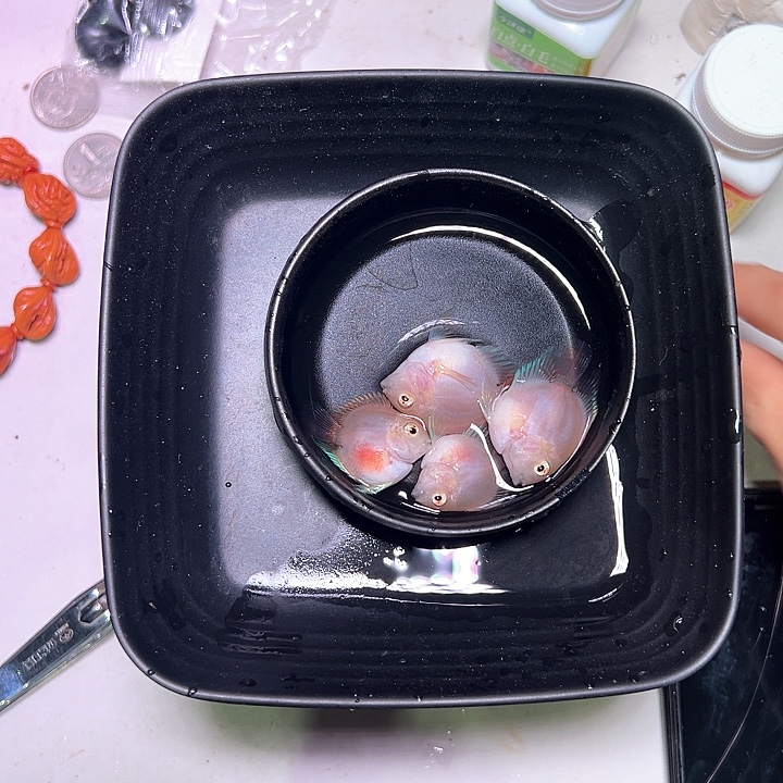 海水鱼胭脂粉两对