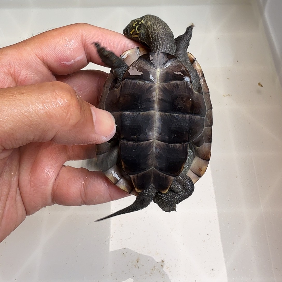 过***去母绿毛龟666666666