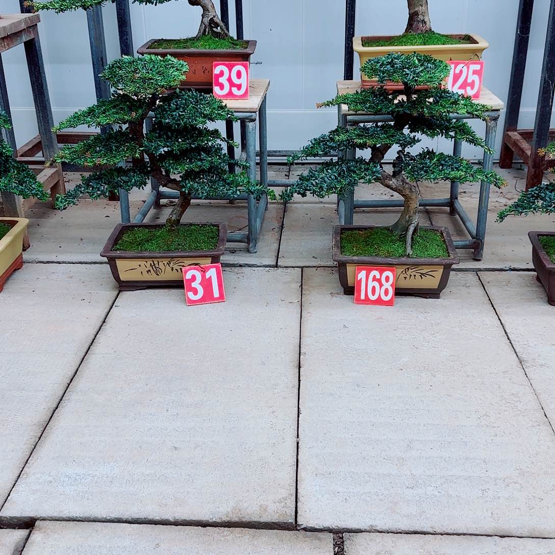 山***光完全开放盆景园林盆景