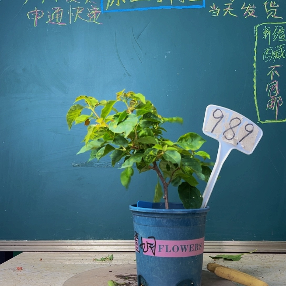 当前无花栽培后可以开花福利 橙九月  989