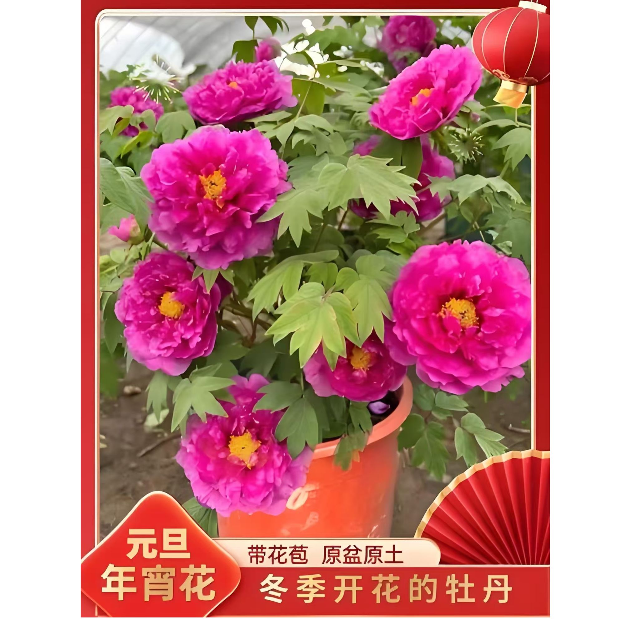 （洛阳红）盆栽带花苞室内观赏基地鲜花鲜花发货