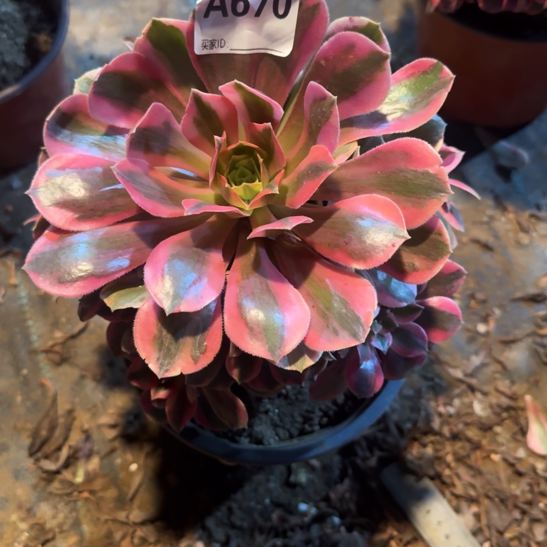 叔***叔女妖法师一物一拍670