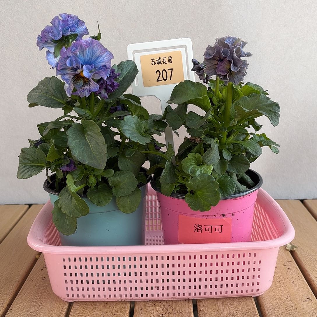 大部分开放少量花苞207