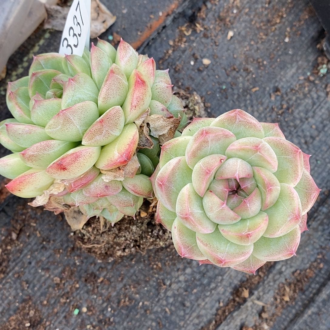 3337杂交老桩基地～11厘米