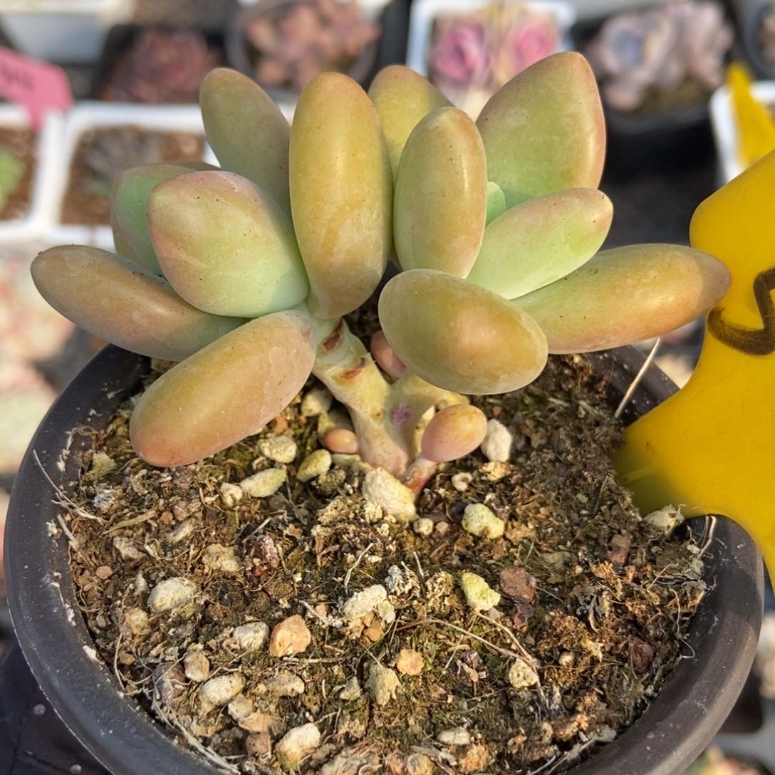 561金蝉多肉植物保护