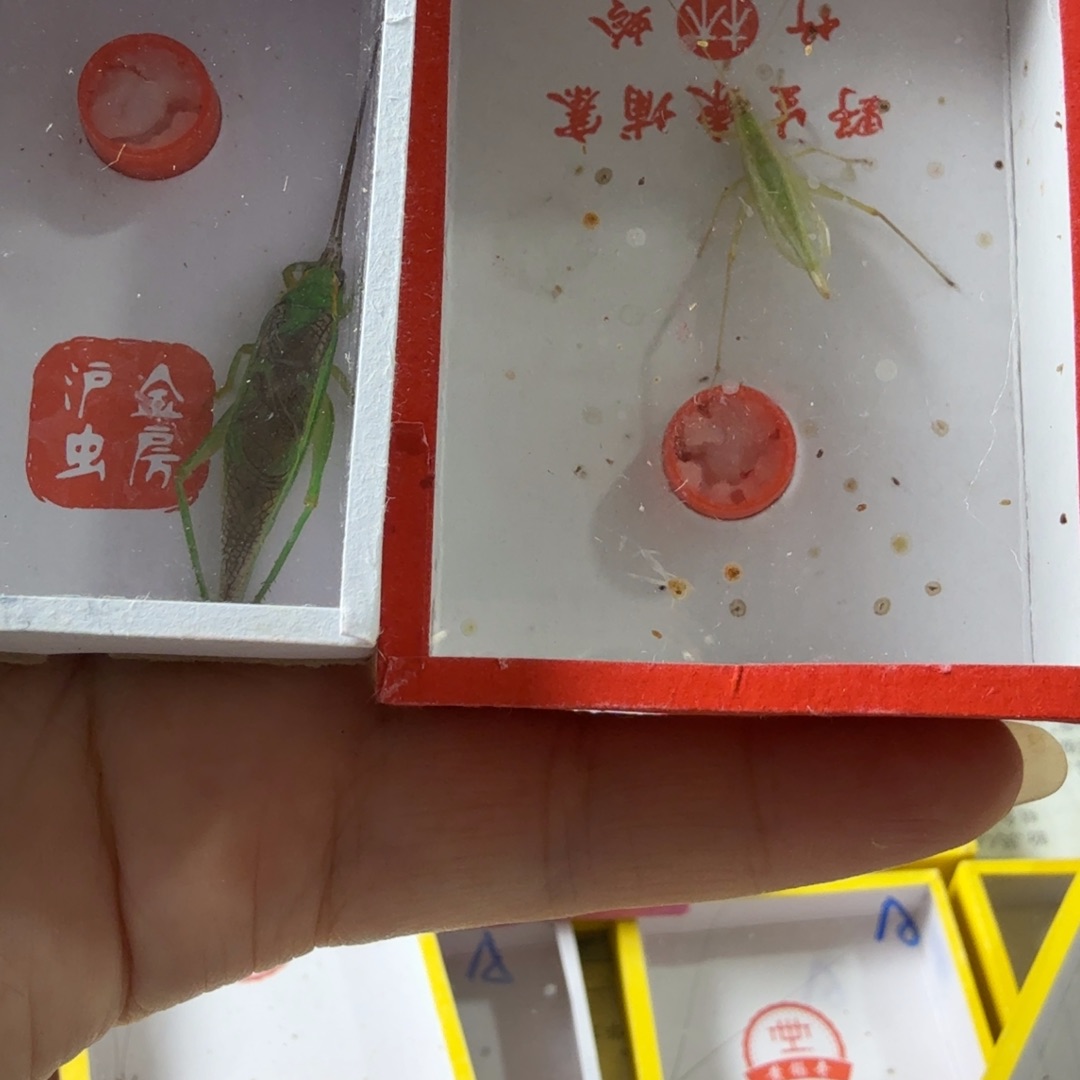 长精品套餐长须霍氏加柬埔寨竹林