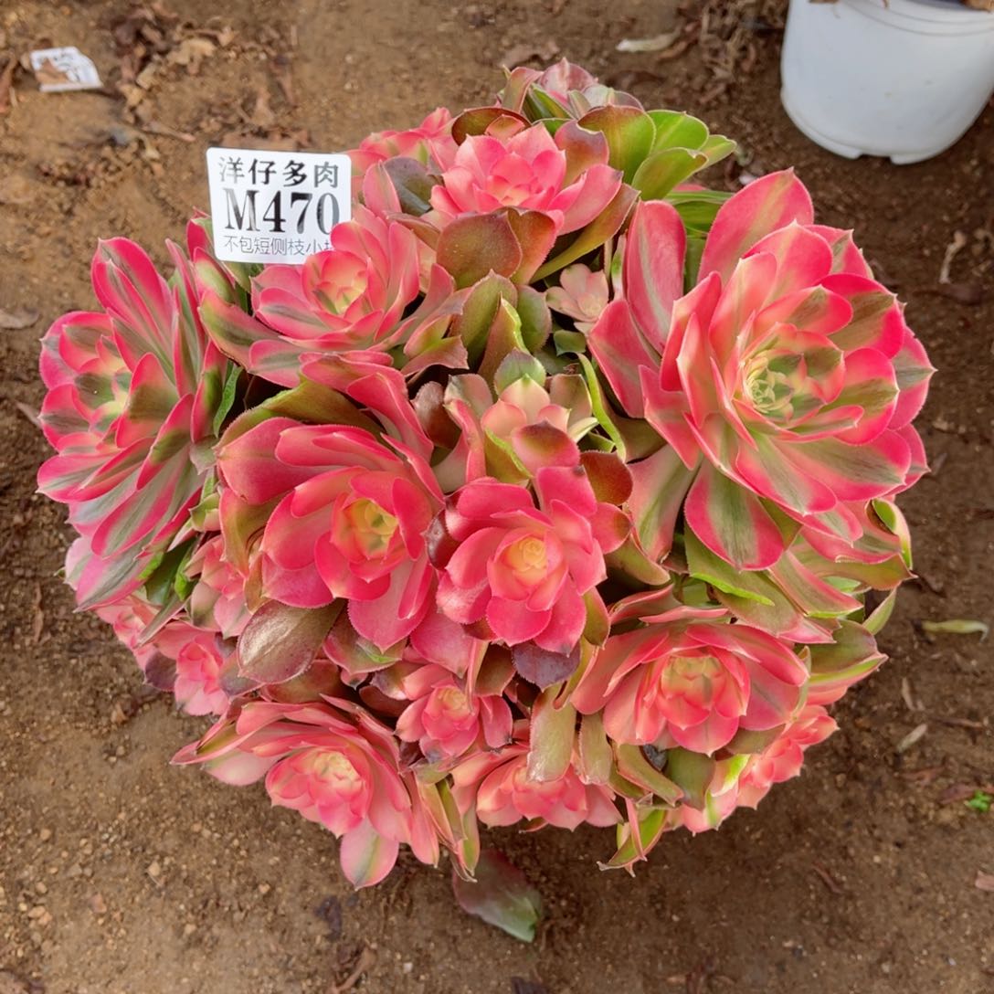 470香妃 冠幅25左右