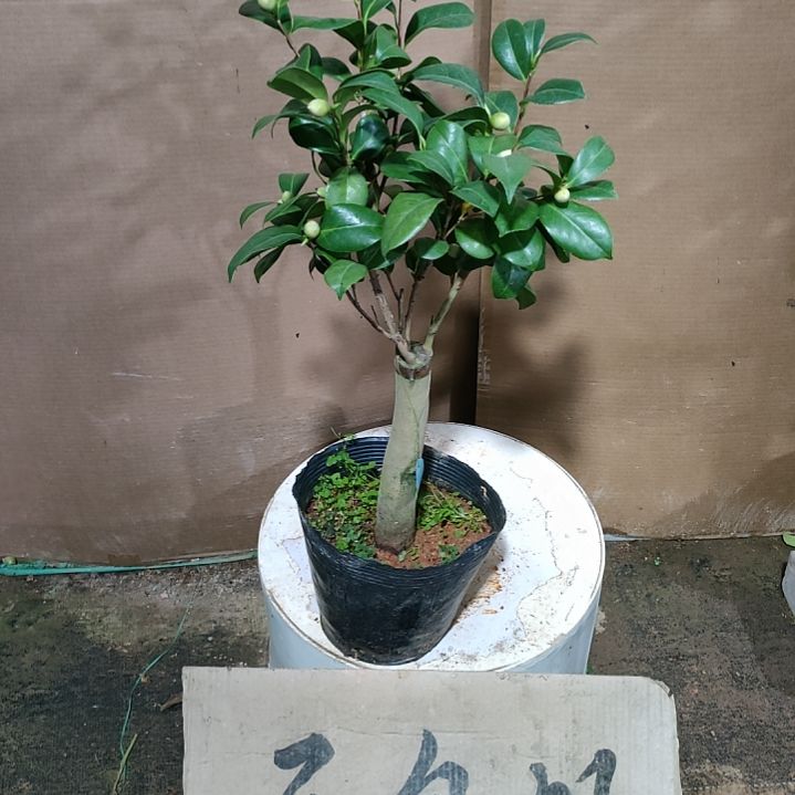 807凤凰城，原盆原土发货，不包邮