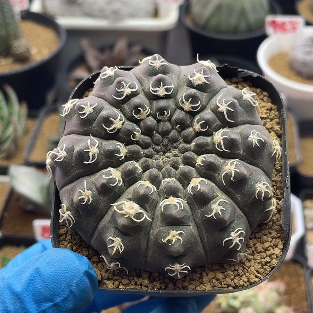 实生超白刺龟甲瑞昌玉仙人球11