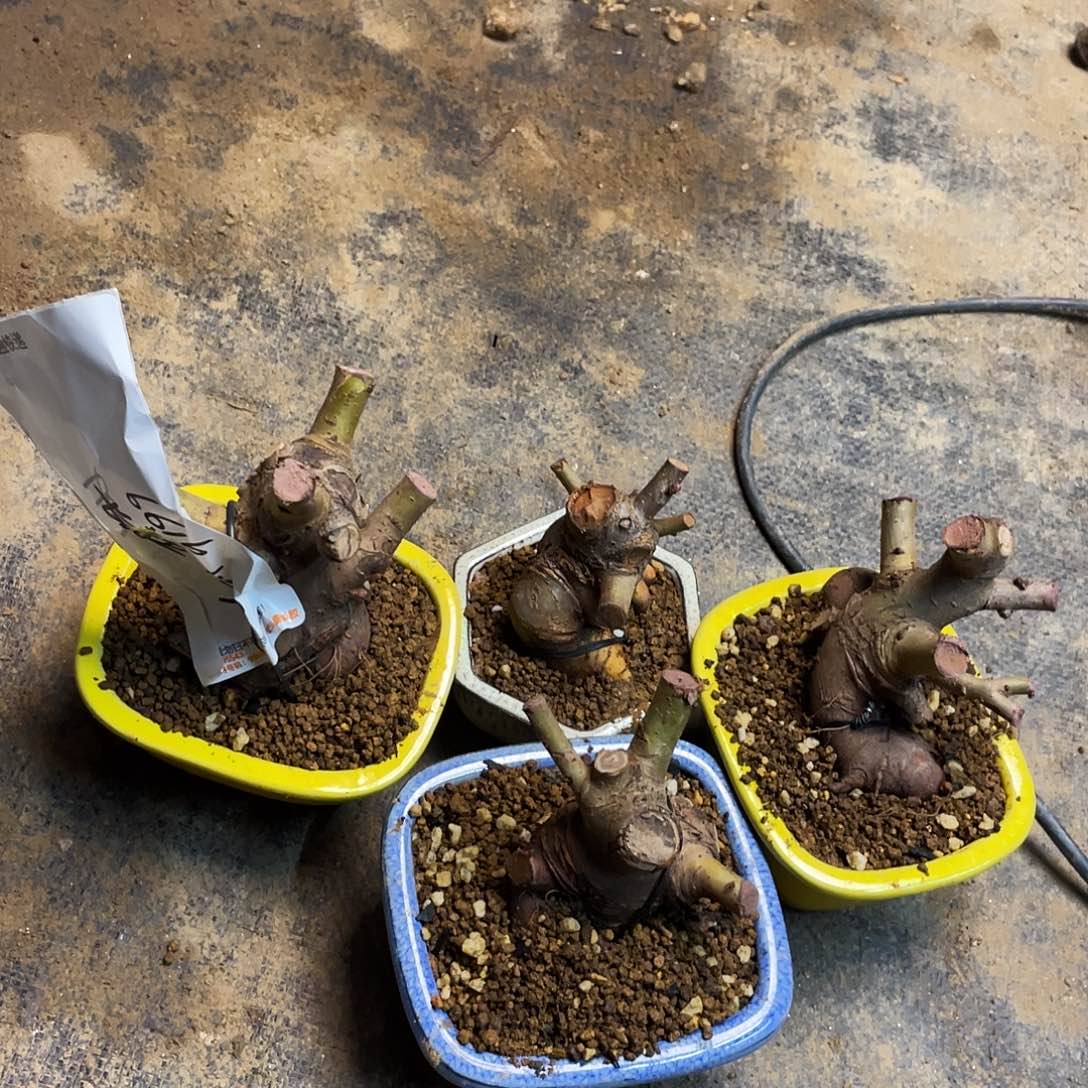 然***园无花朵宝4颗原生海棠