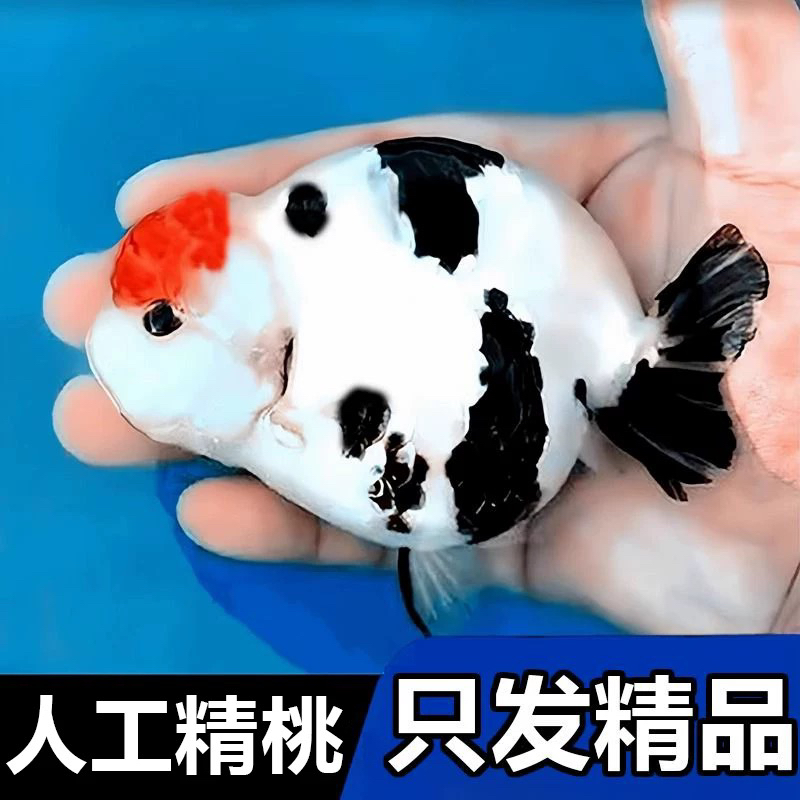 10条 大金鱼 元宝 玛丽 鎏金 泰狮多品种/花色搭配发货