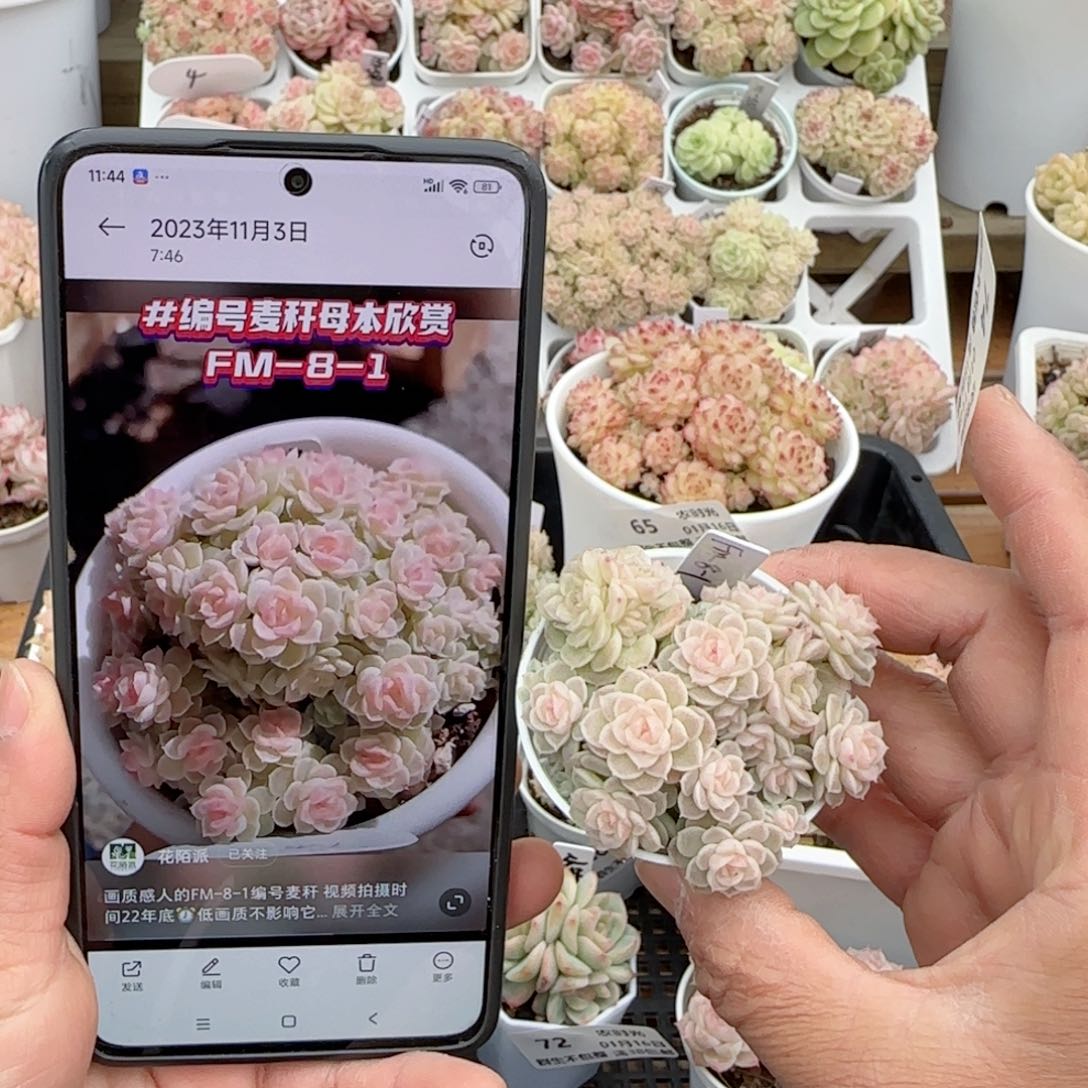 【闪购商品】0116-74（fm-8-1）