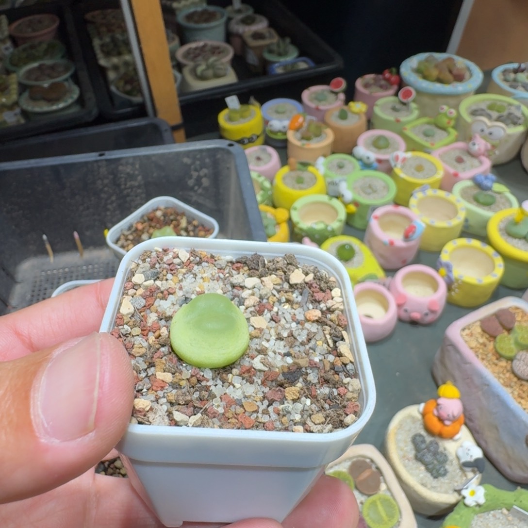 I***.蘑菇1186拉登多肉植物
