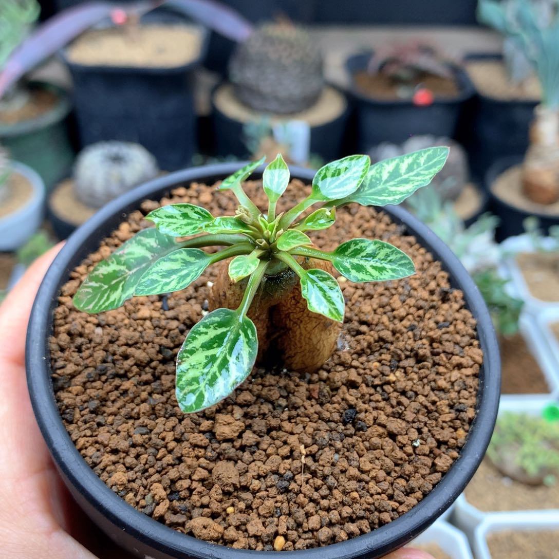 鱼骨大戟带盆母本