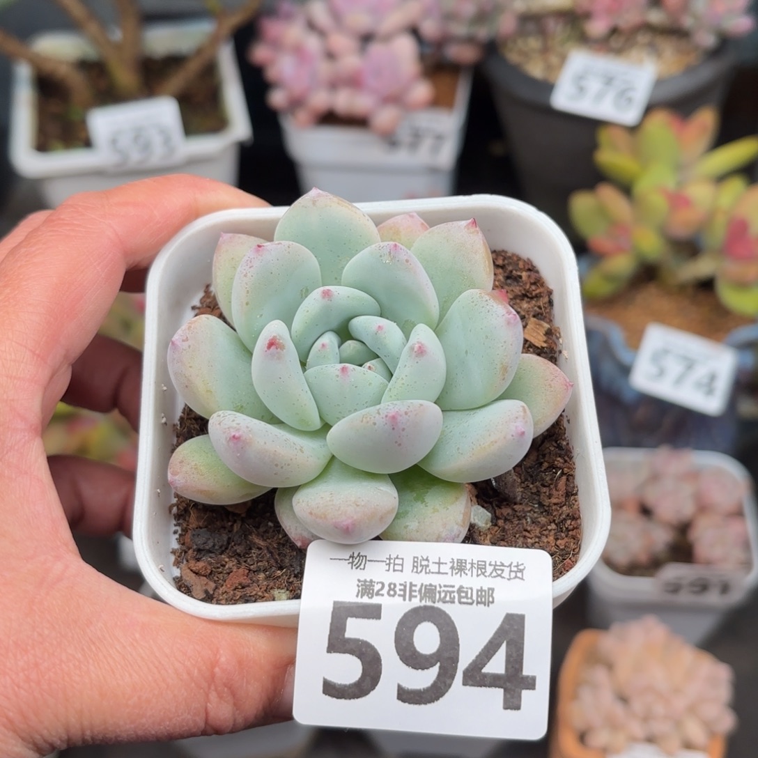 望舒单头无盆土发货