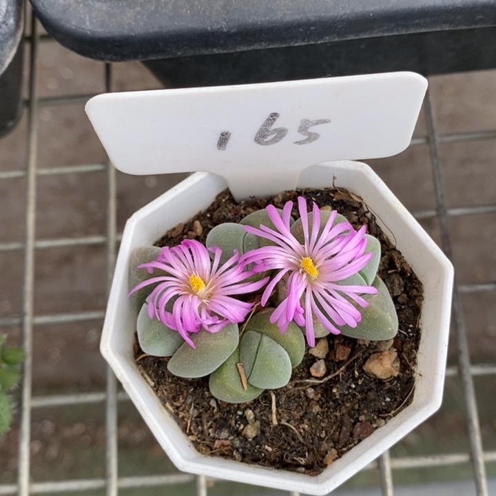 伯克利和格蕾纳等著名音乐