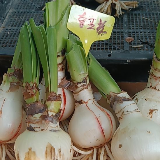 无花朵奇亚拉5+有裂球丑球发一个