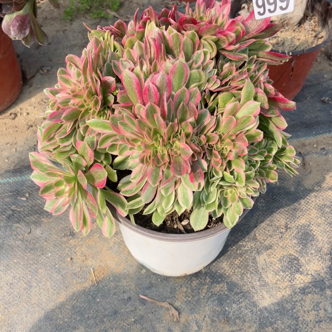 999香妃缀化多肉植物