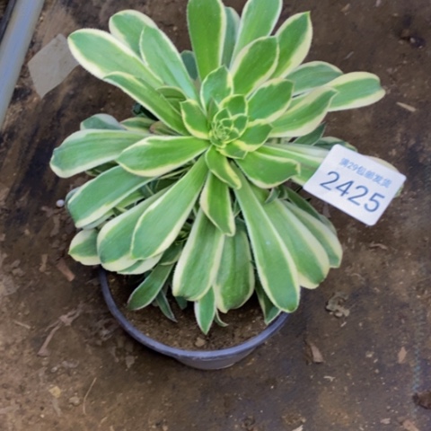 保时捷多肉植物2425