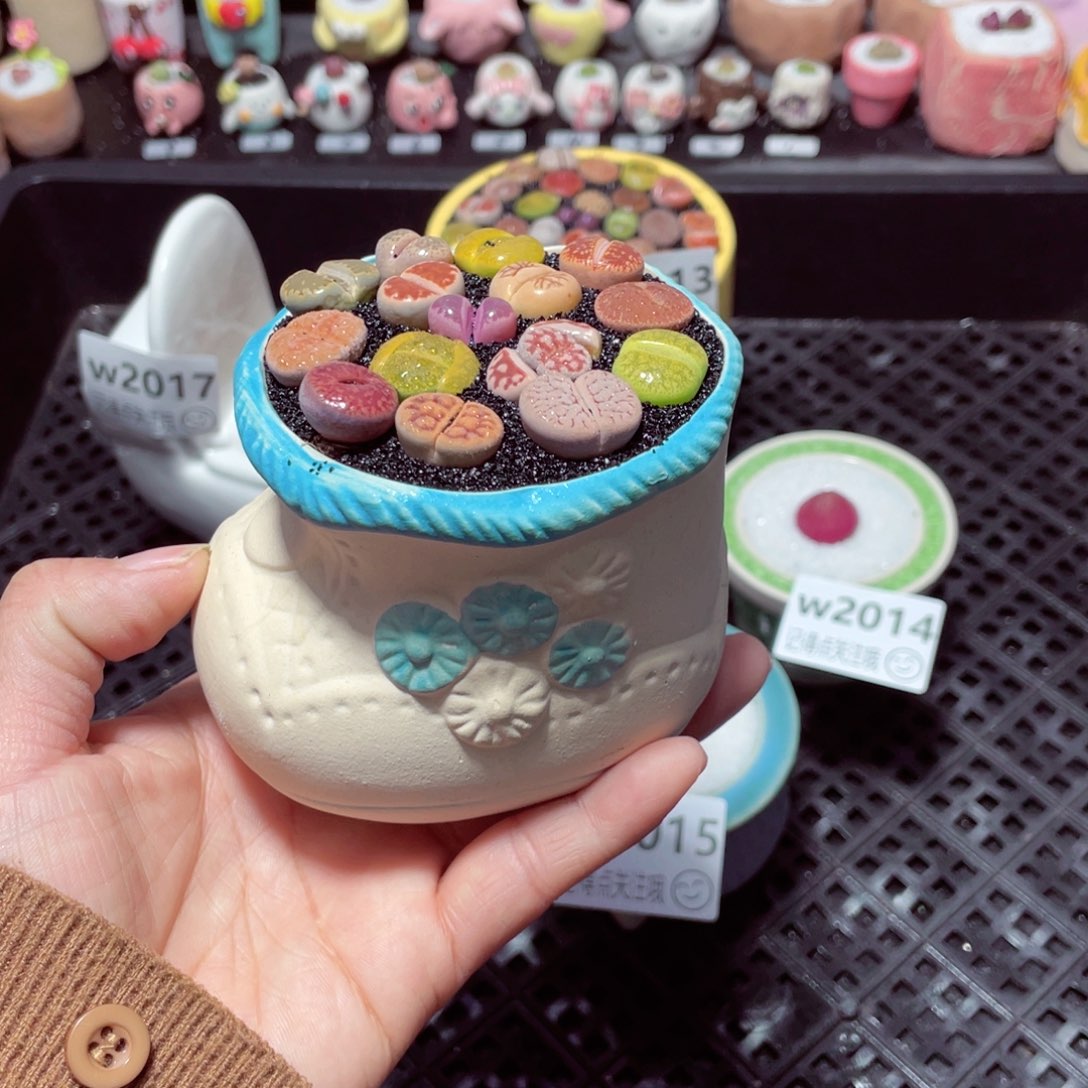 w2018 带盆土发货-零下地区拍保温箱