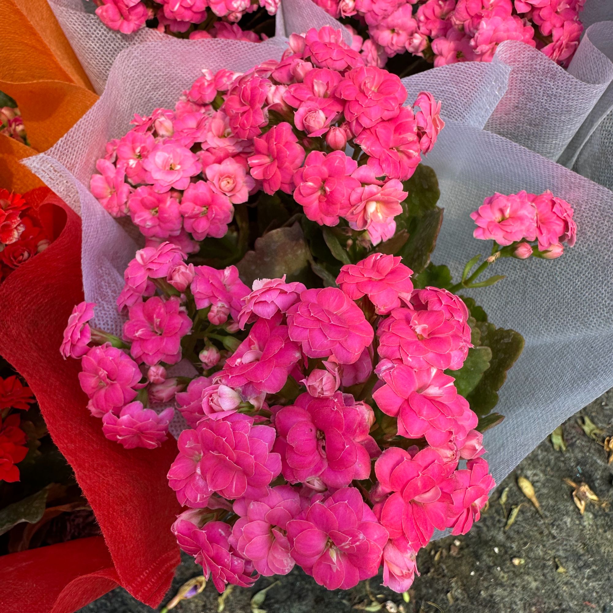 中昌花卉【长寿】易成活