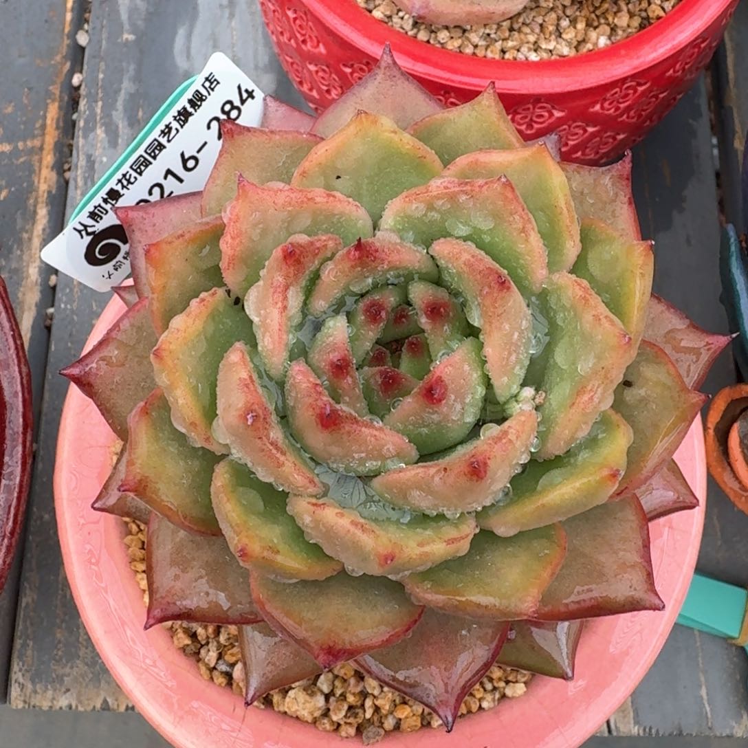 从前慢多肉精选编号0216.284