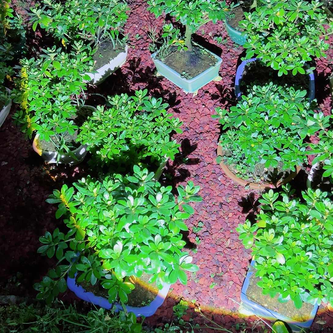 无花朵盆景皋月杜鹃毬子