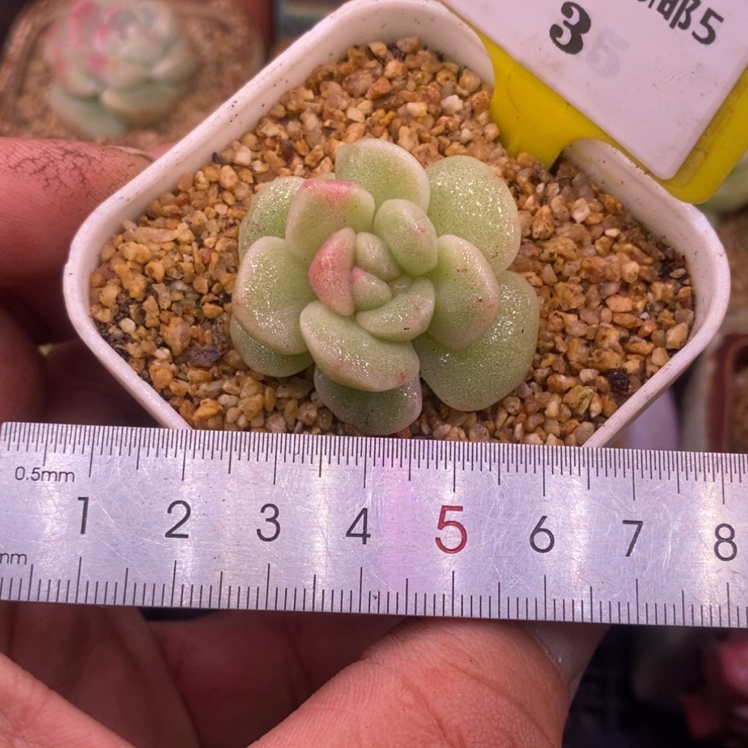 53冰玉石化红锦单头福利