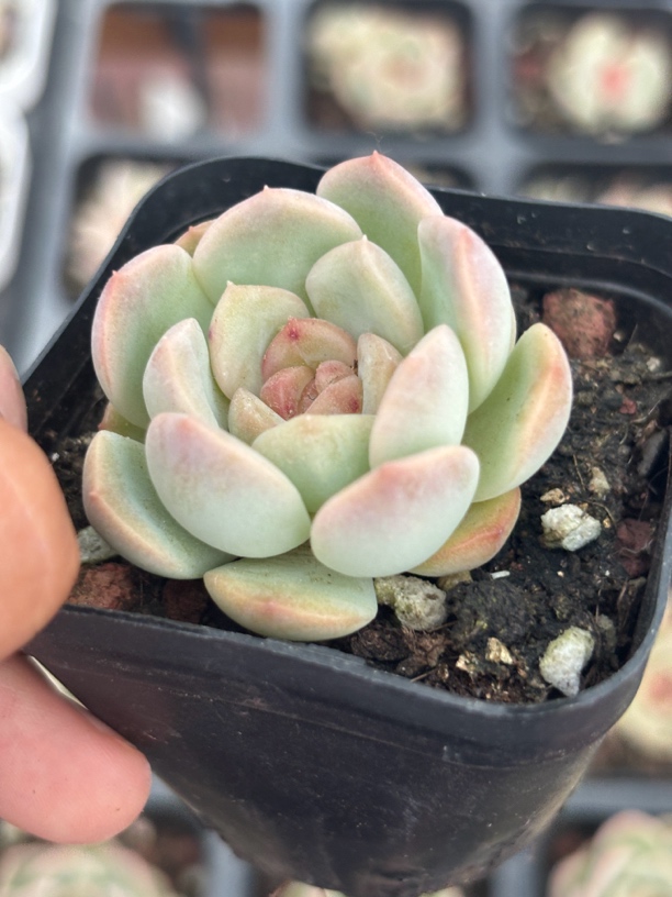 乌拉拉琴心多肉植物满9.9包邮