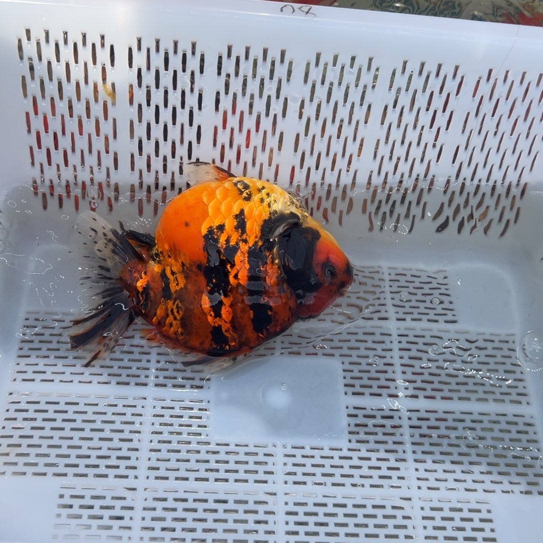 小***鱼金鱼你好吗我好想你