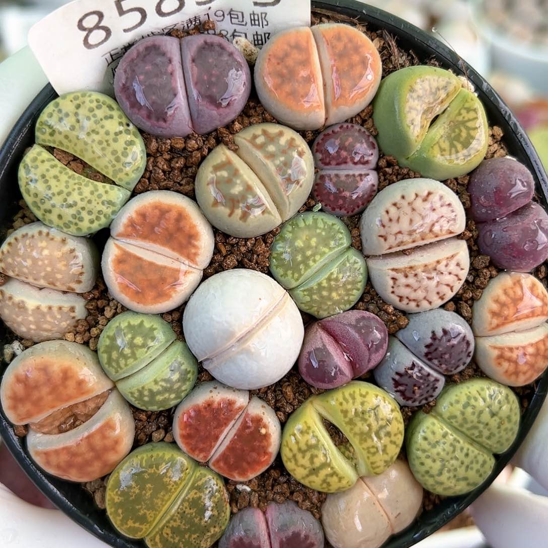 好养易活生石花大母本8583共12个品种