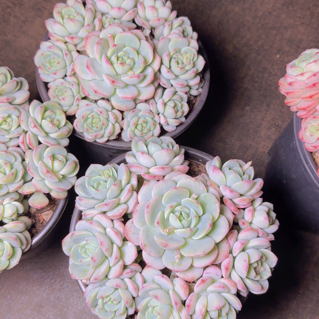 香草送1111111111111