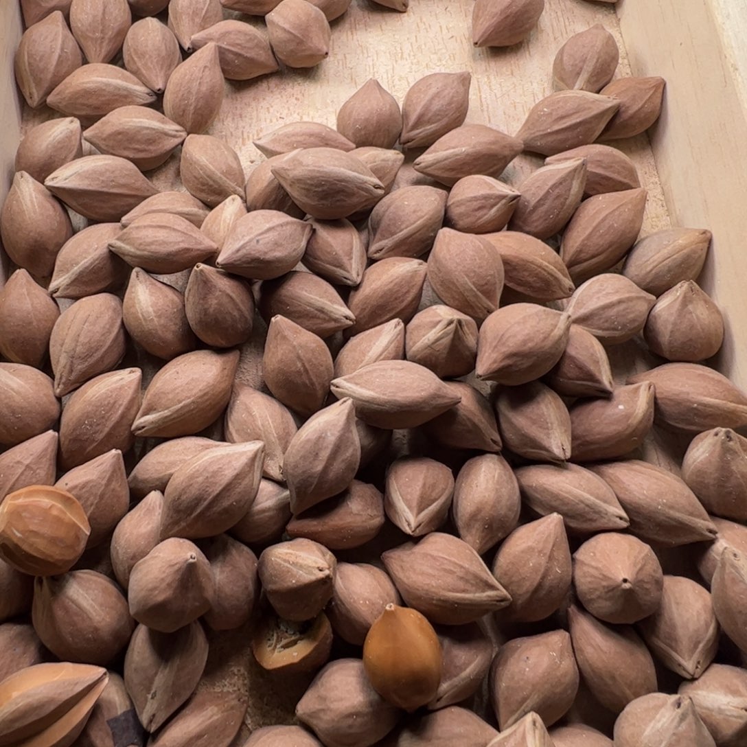 手串/手链橄榄核1.9以下通货罗汉料子半斤橄榄核原料