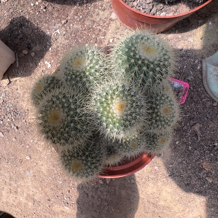 时***步恭喜我自己喜得千金一